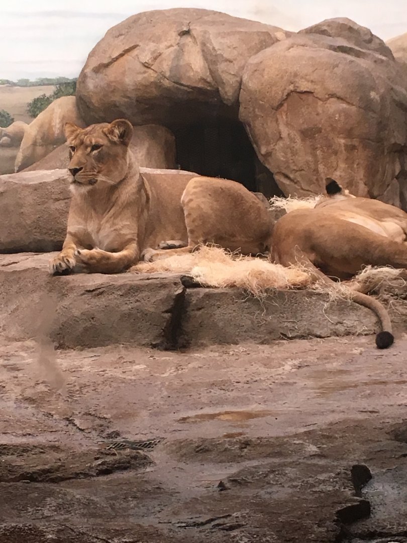 African Lionesses | Milwaukee County Zoo