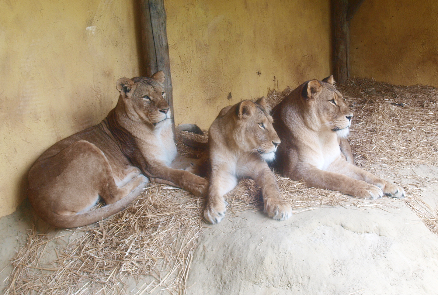 African lionesses (Panthera leo), 2015-07-19