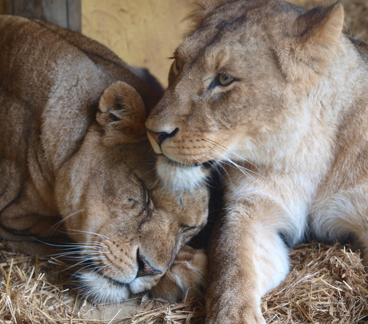 African lionesses (Panthera leo), 2015-07-19