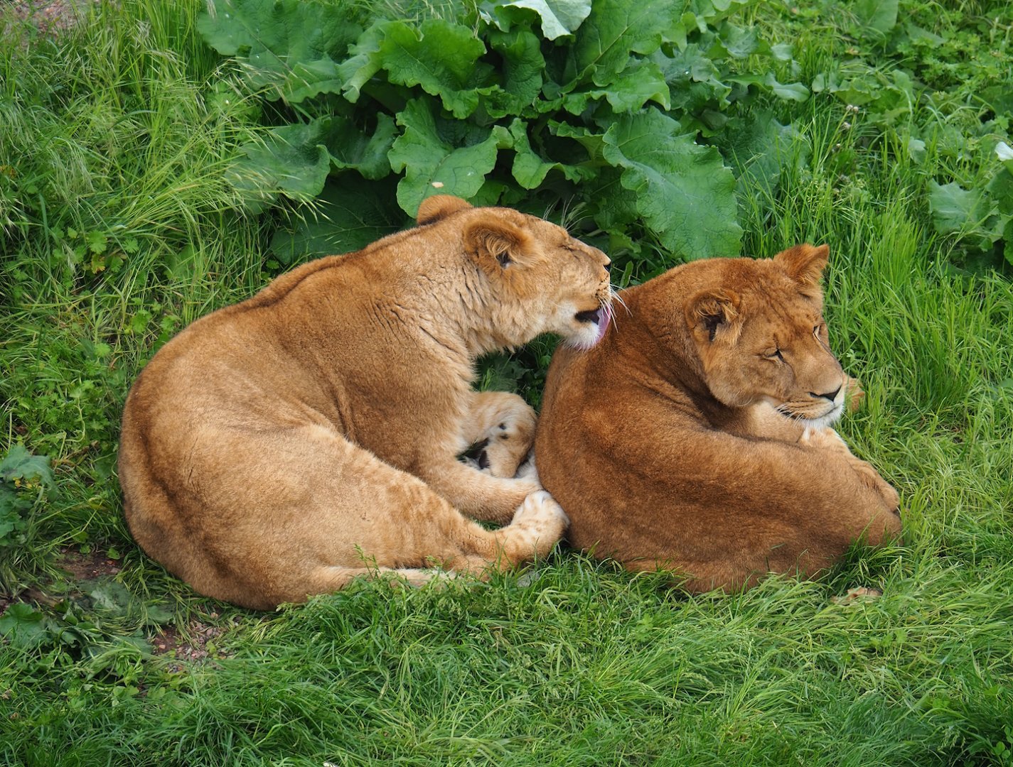 African lionesses (Panthera leo), 2023-05-16