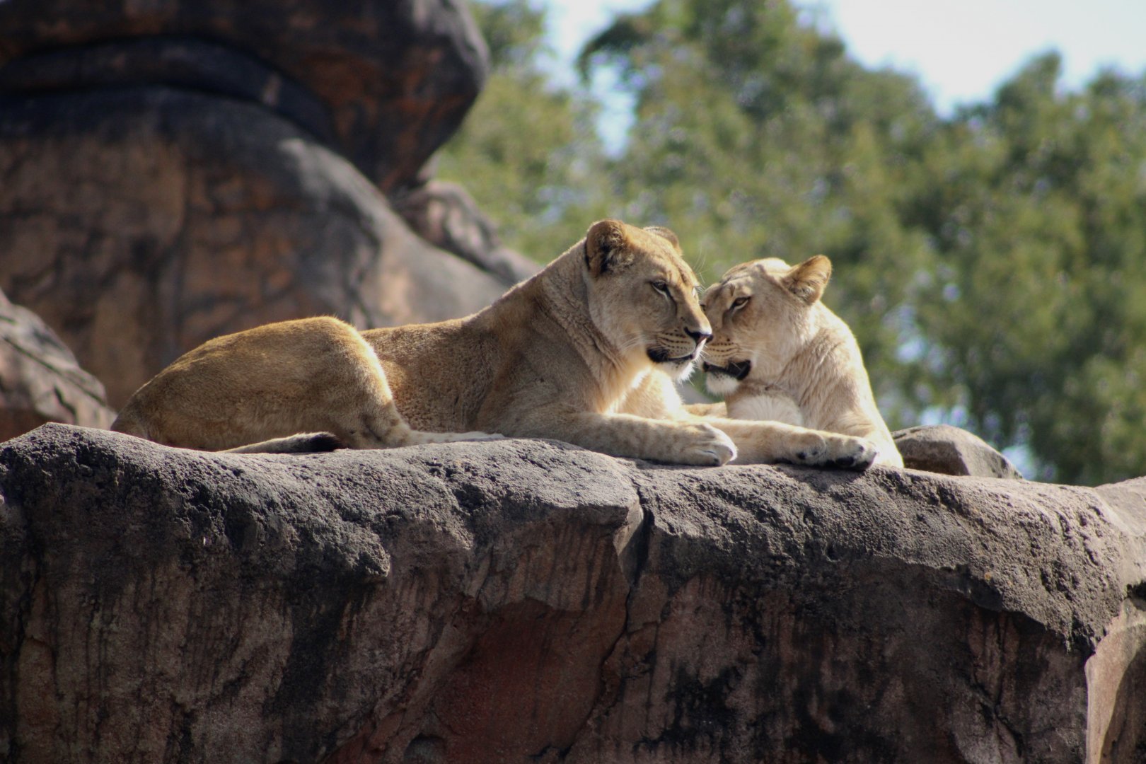 African Lionesses (Panthera leo ssp.)