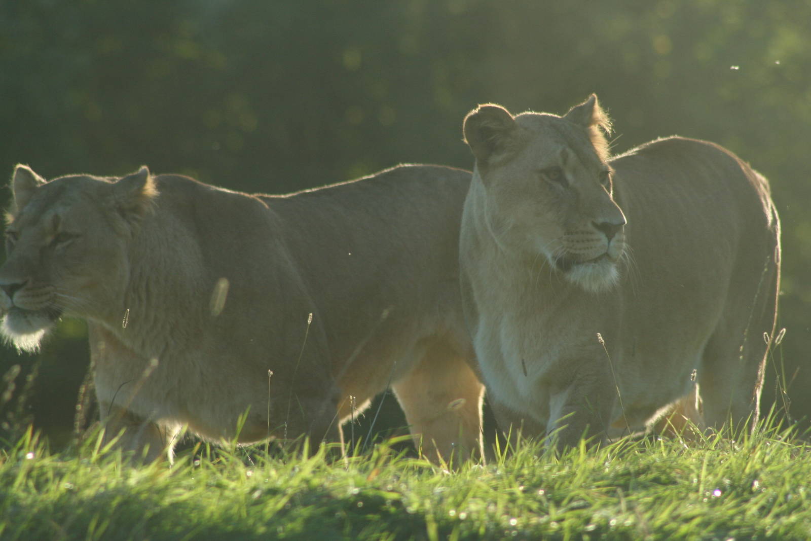 African Lionesses @ Whipsnade; 20.10.2005