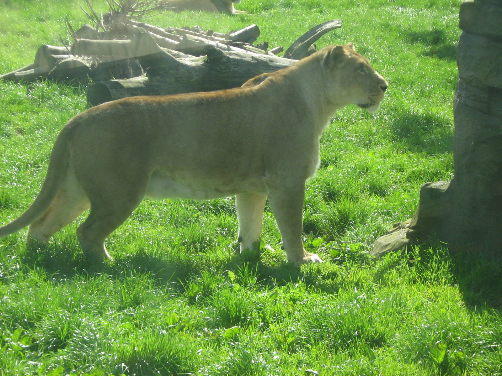African Lionesses