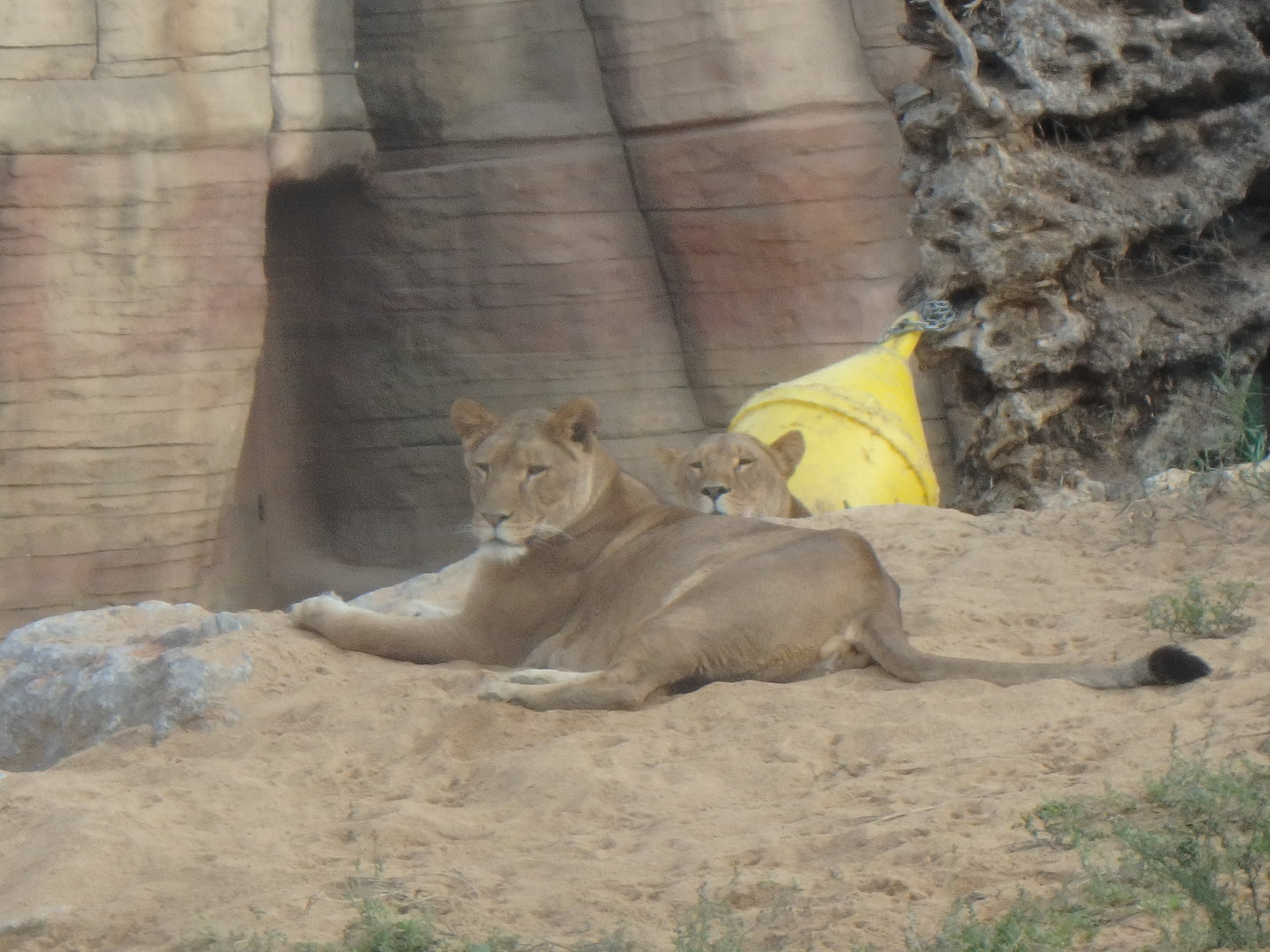 African lionesses