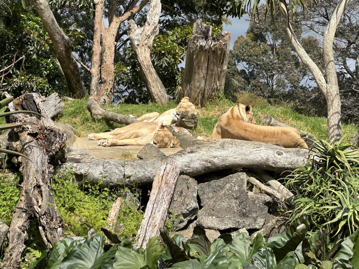 African Lionesses