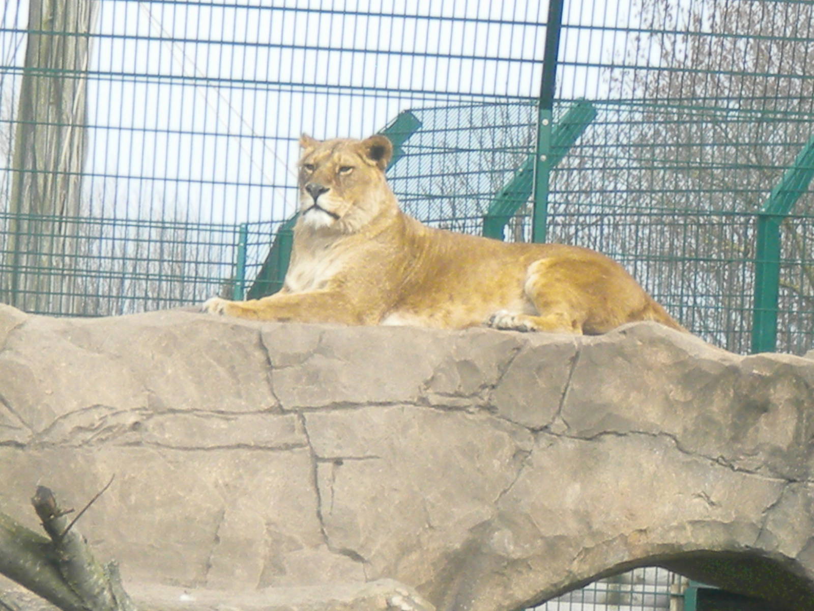 African Lionessess at Blackpool Zoo 06/05/11