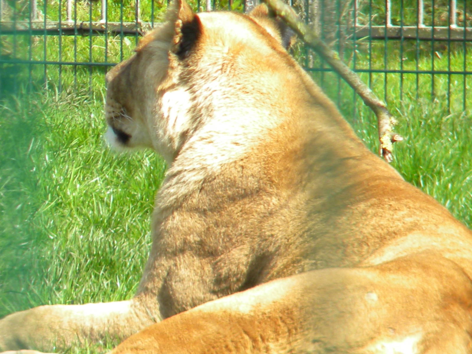 African Lionessess at Blackpool Zoo 10th April 2011