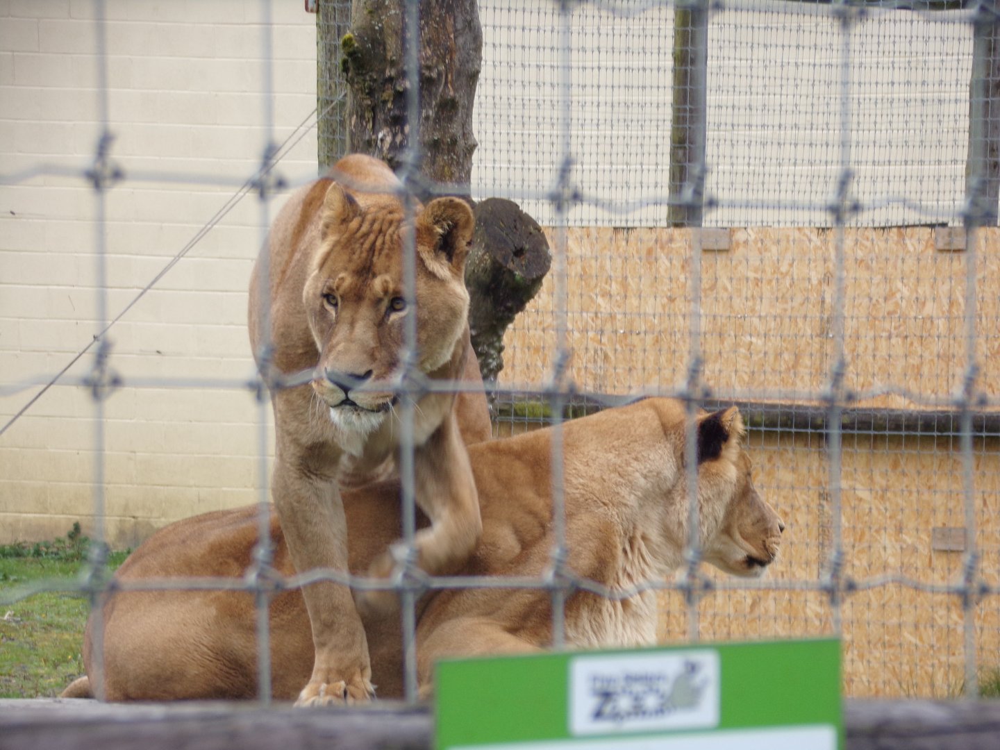 African lions 12.4.24