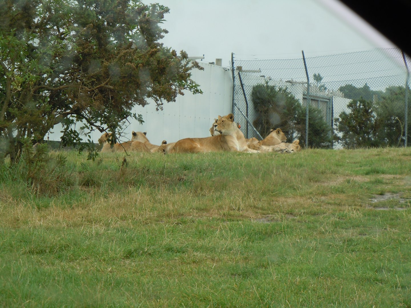African Lions 130720