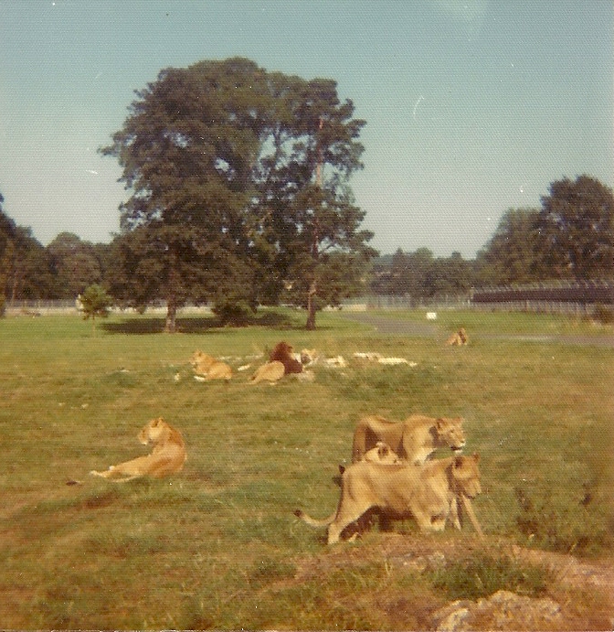 African Lions 1976