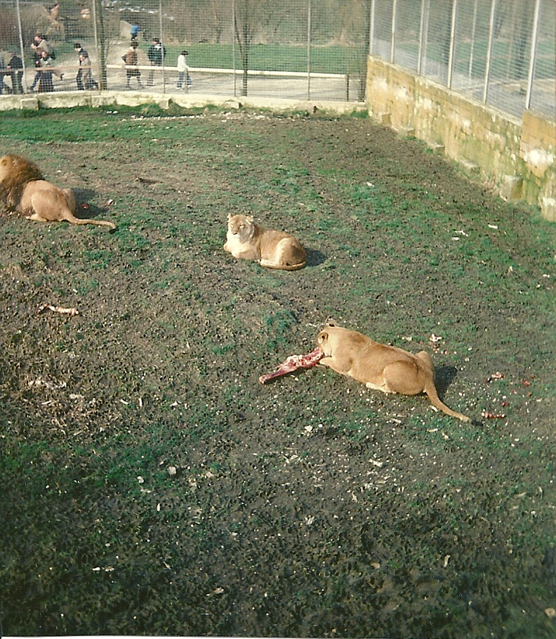 African Lions 1979