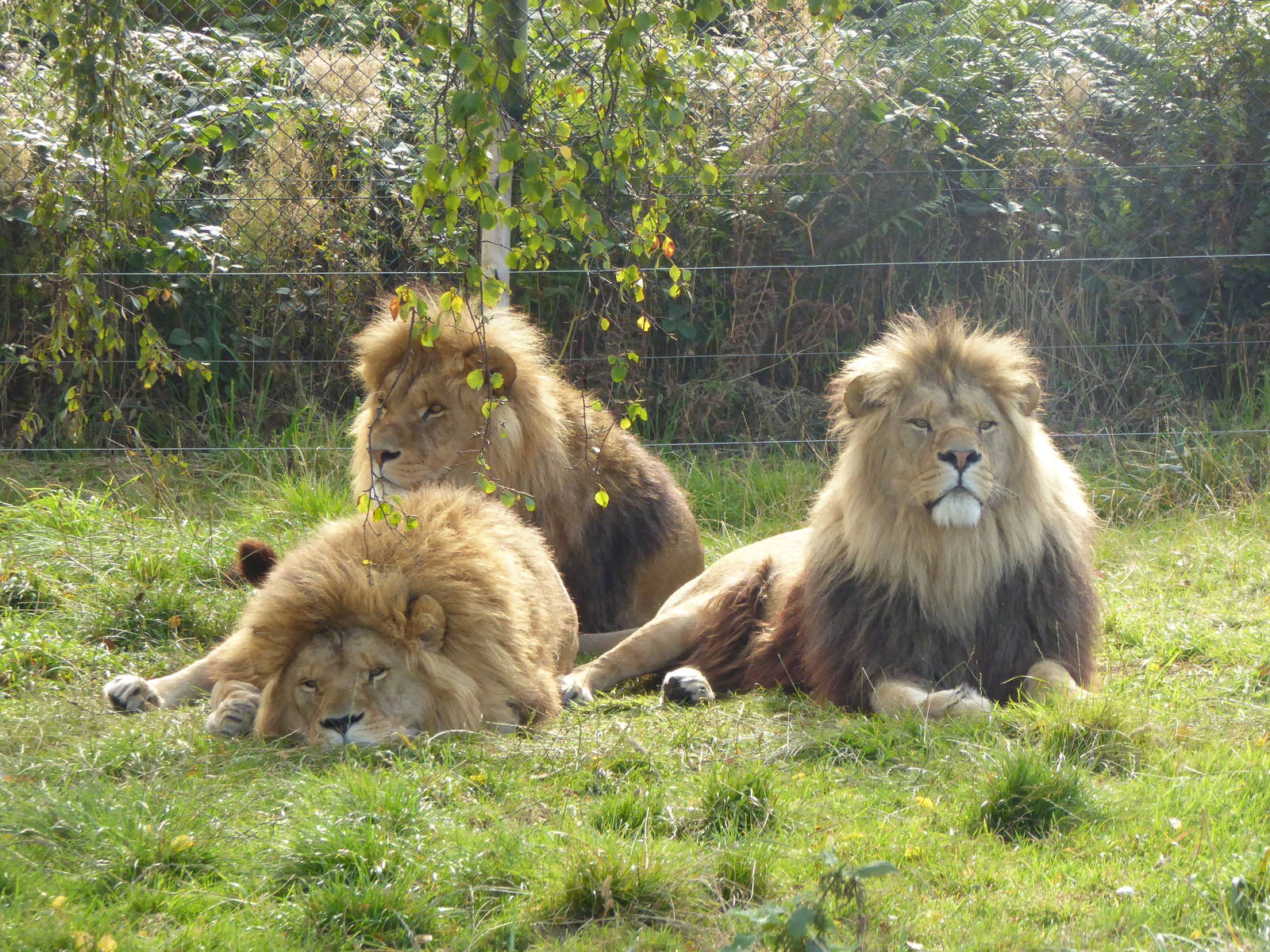African Lions 19th Sept 2015