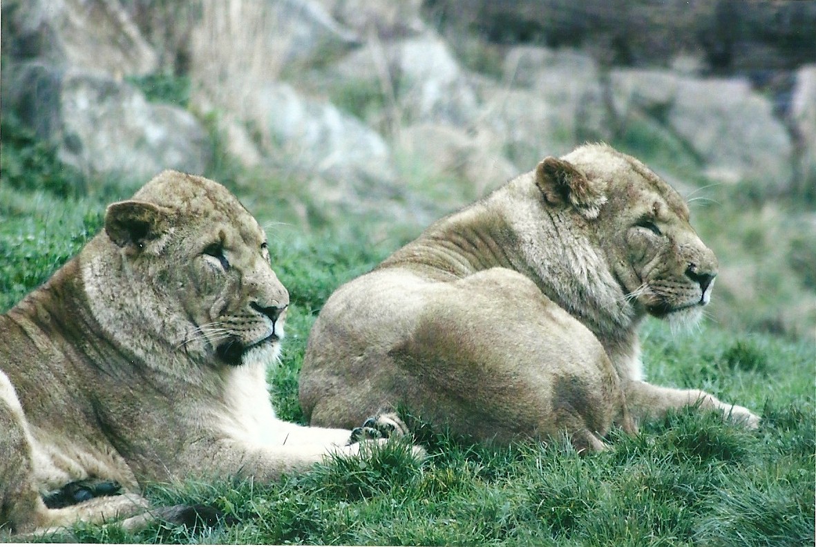 African Lions 1st November 2012