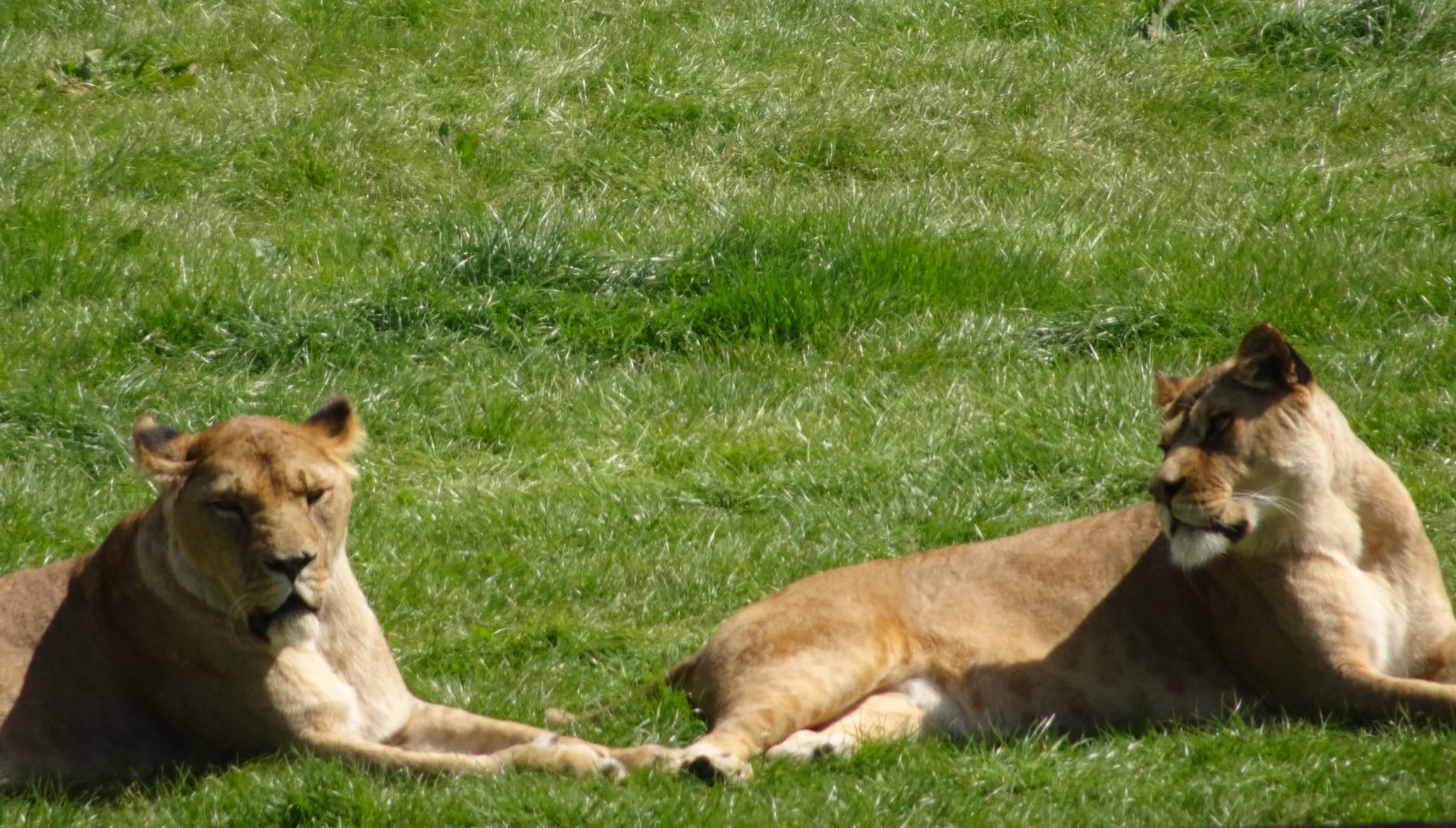 African Lions 20 May 2025