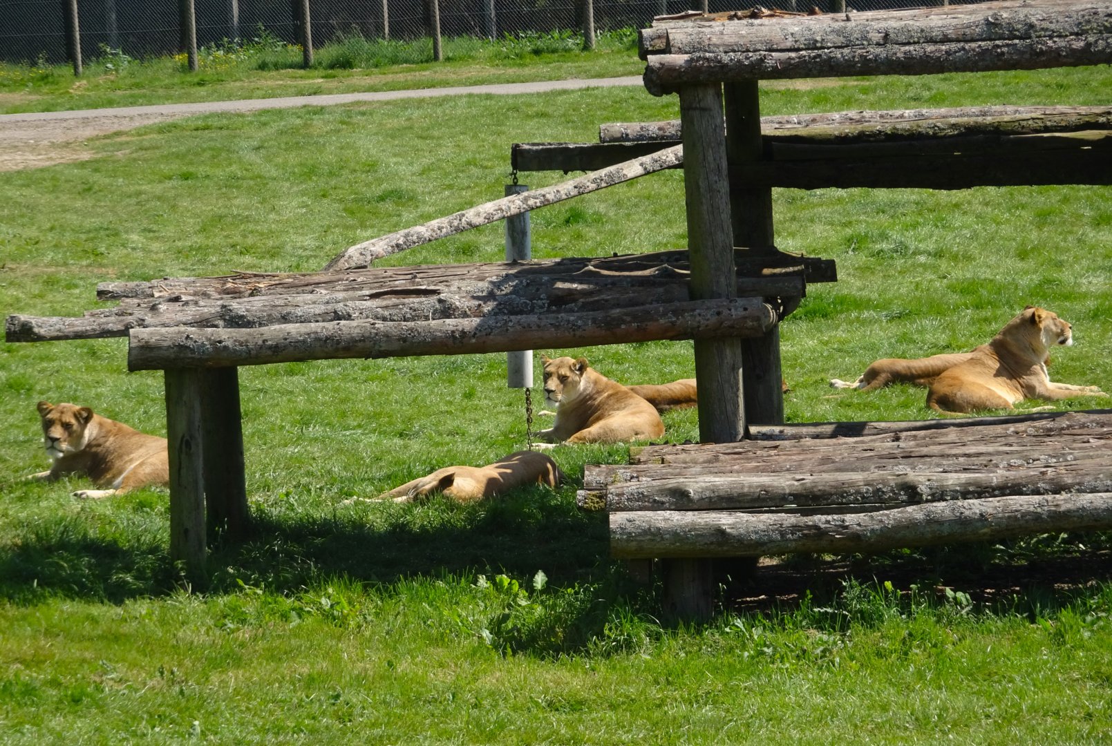 African Lions 20 May 2025