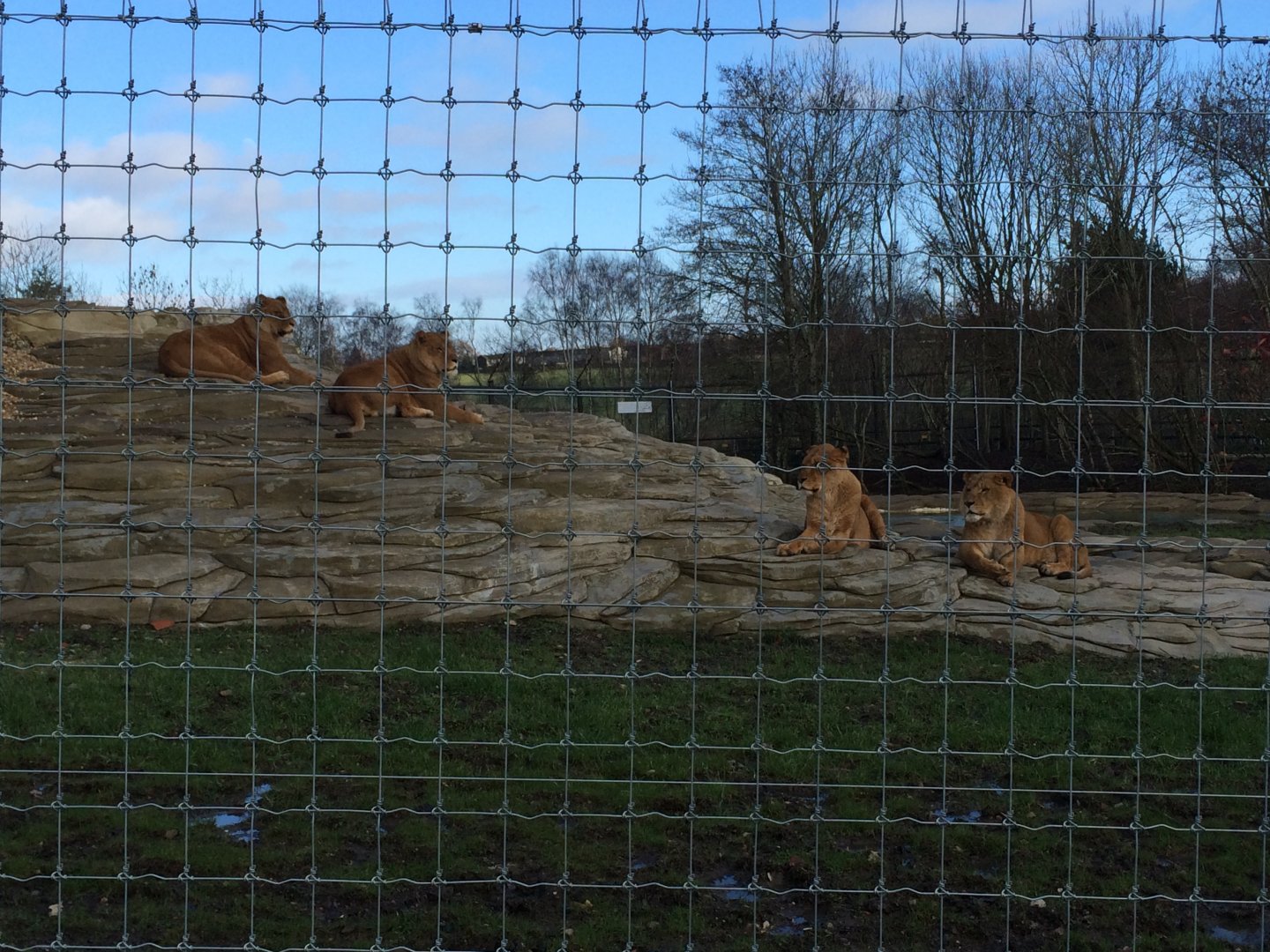 African lions (2016)