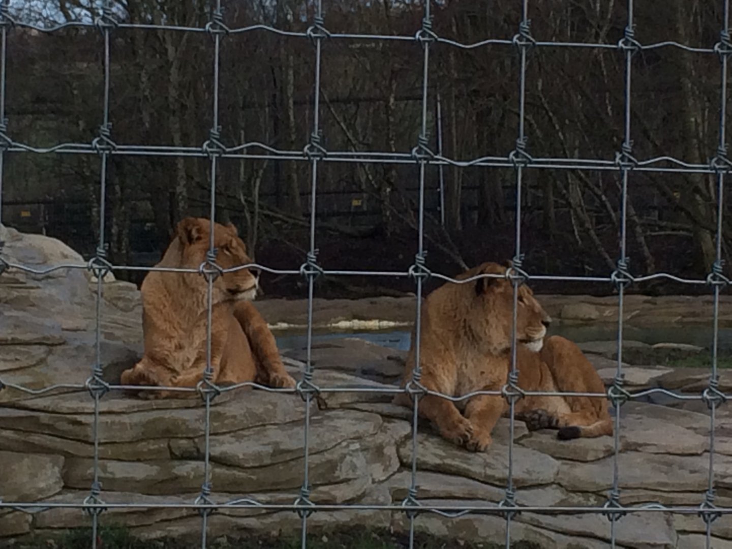 African lions (2016)