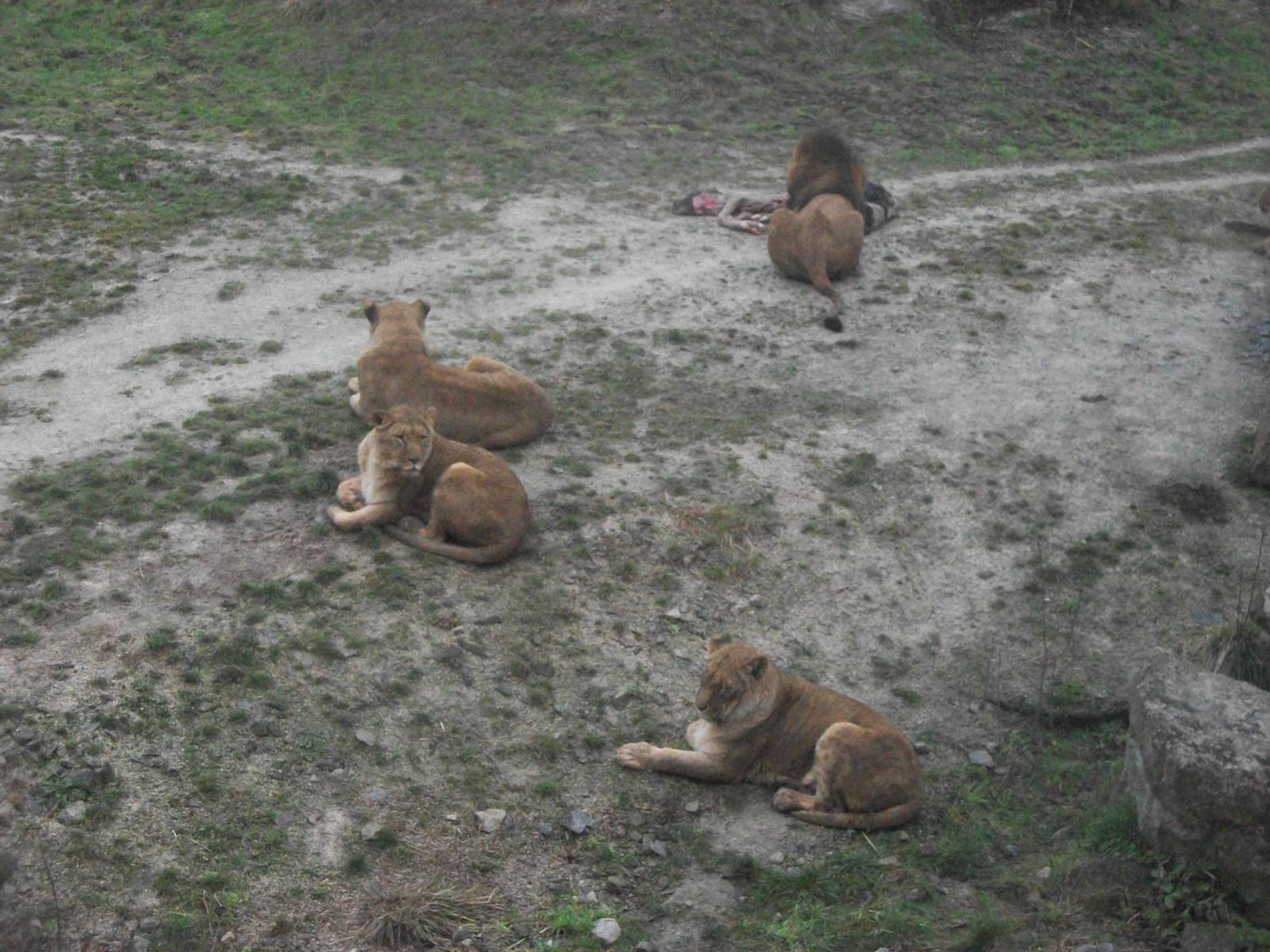 African Lions 27th December 2012