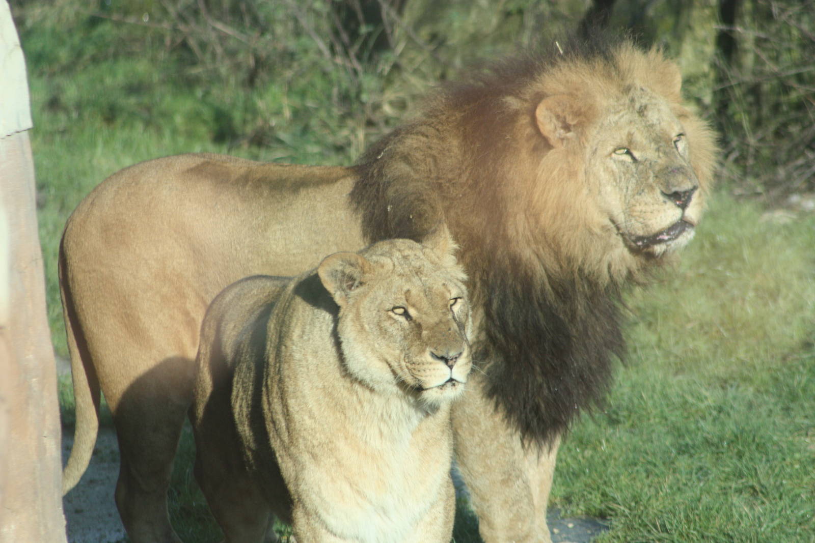 African Lions, 27th December 2014