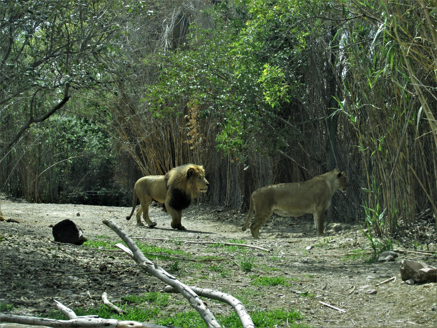 african lions africam safari