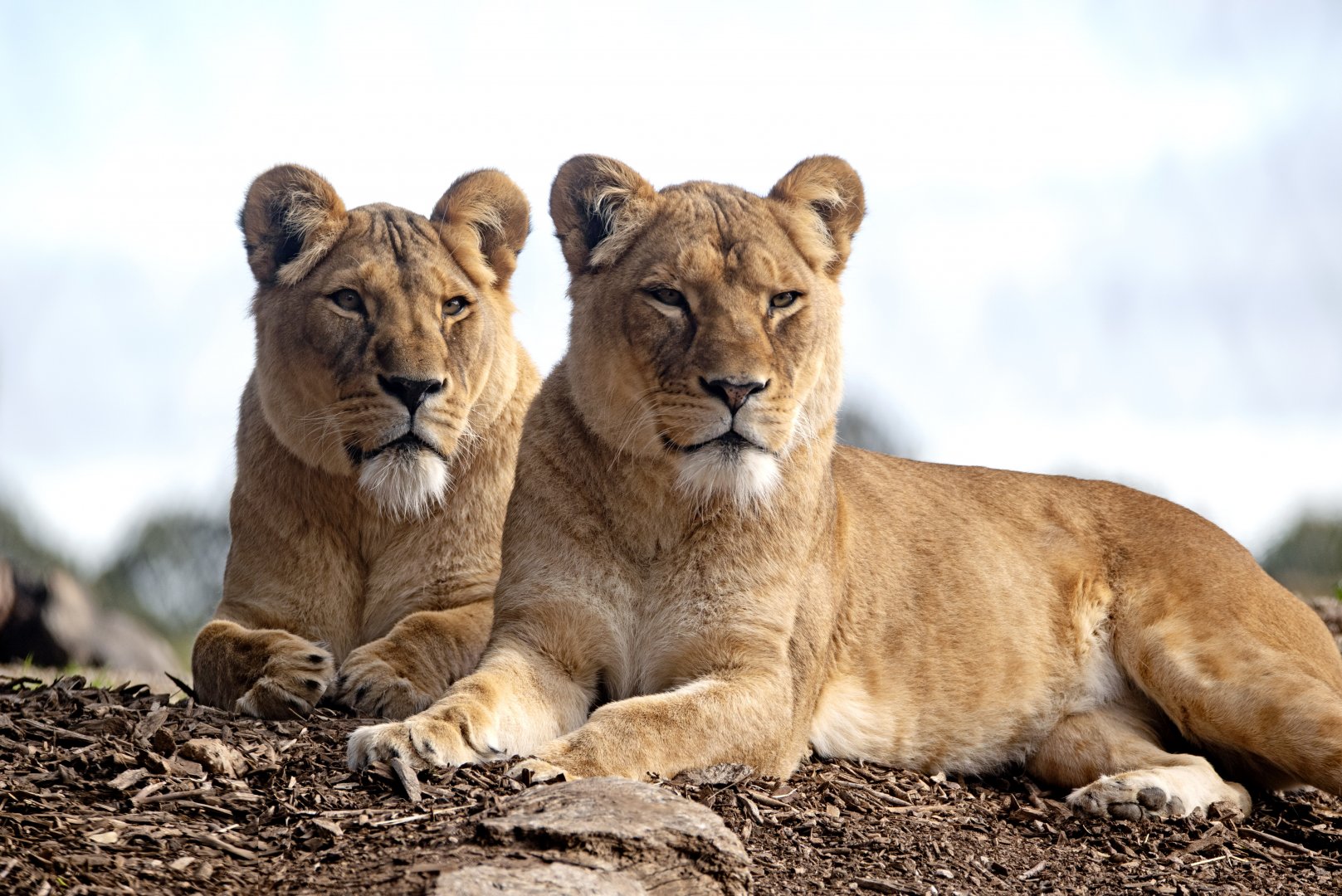 African lions 'Asali' and mother 'Nilo'