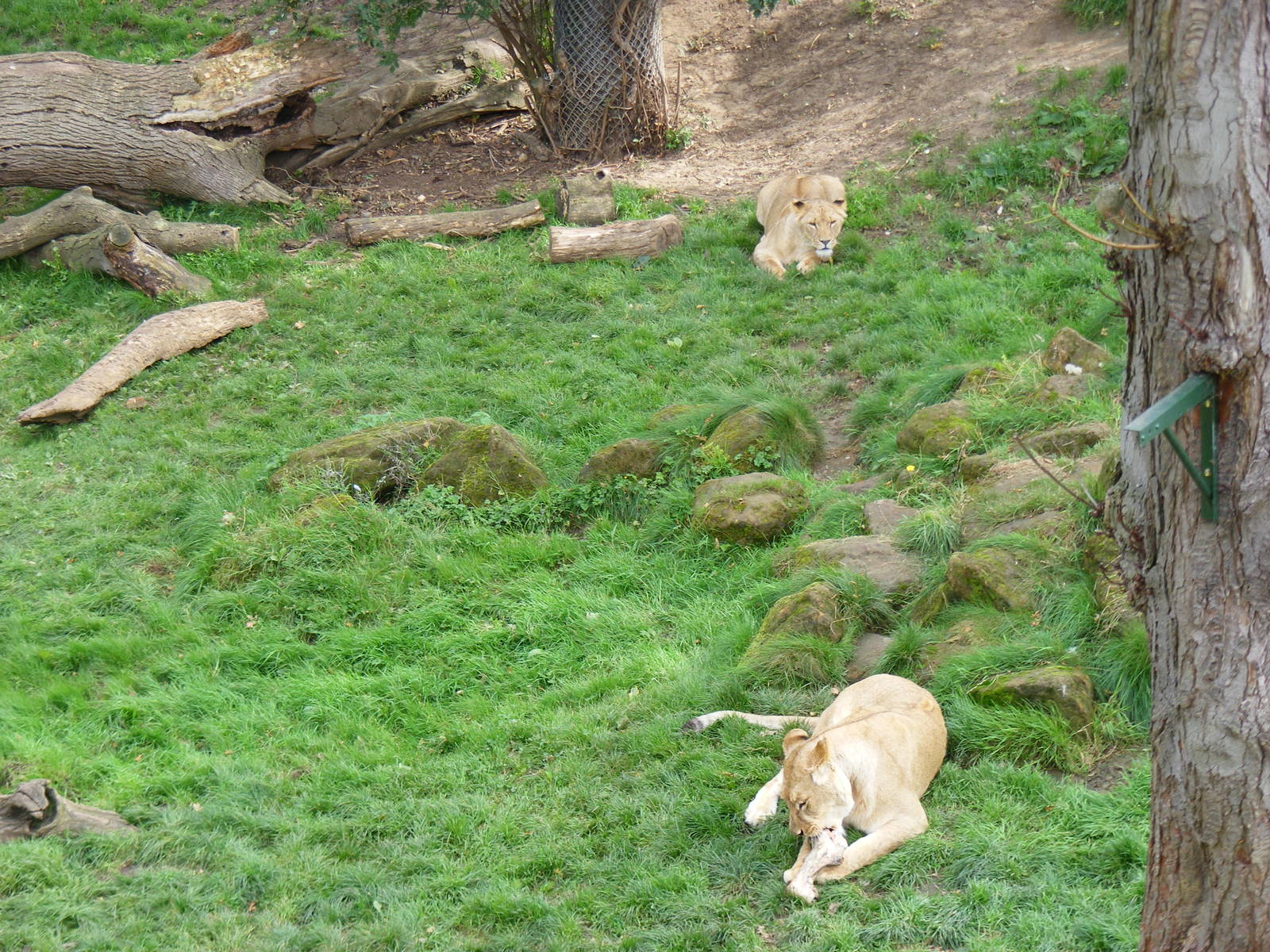 African lions at Africa Alive!, 13 September 2010