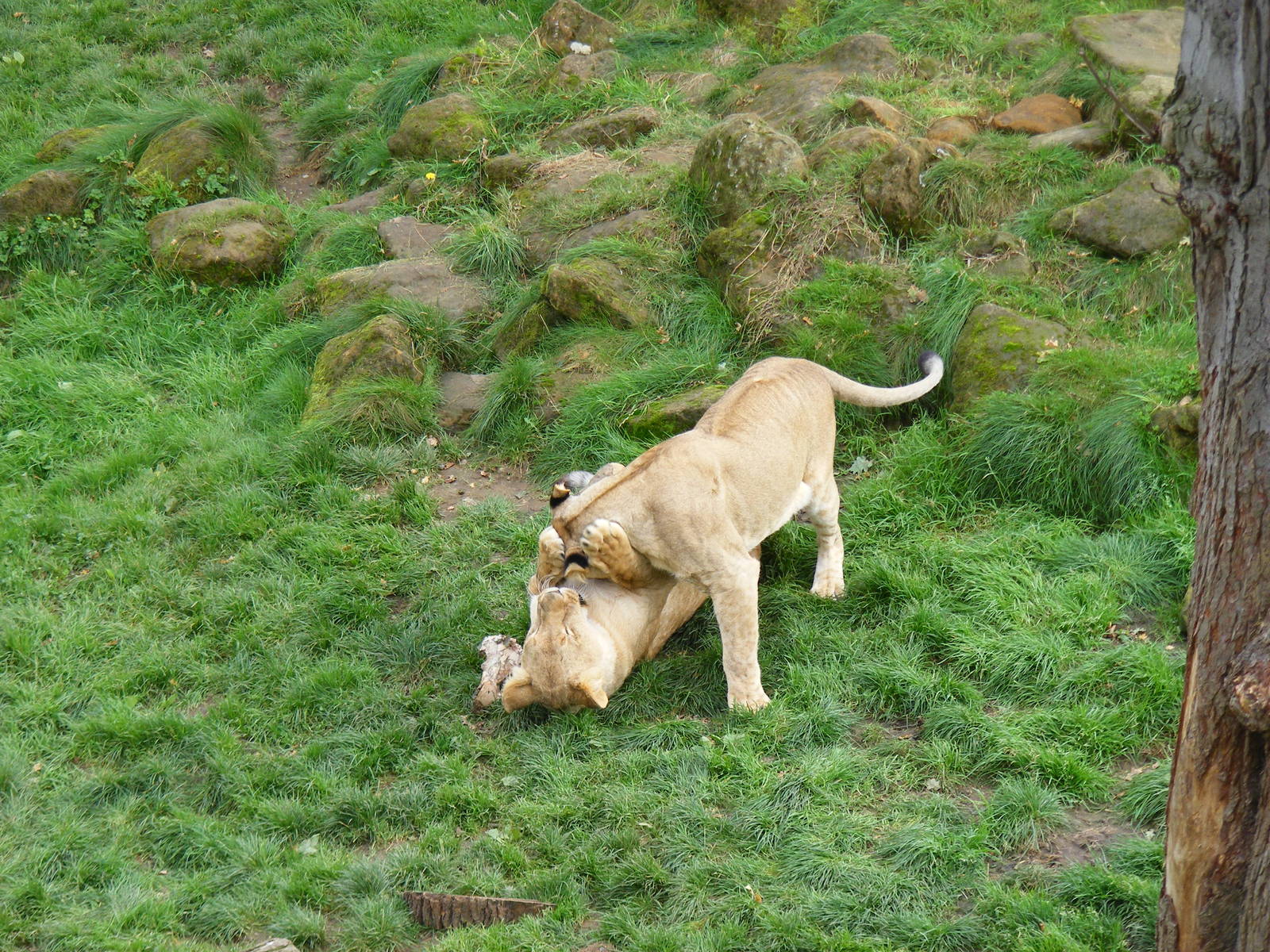 African lions at Africa Alive!, 13 September 2010