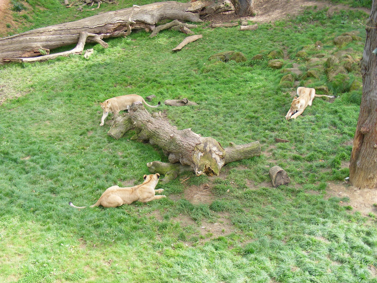 African lions at Africa Alive!, 13 September 2010
