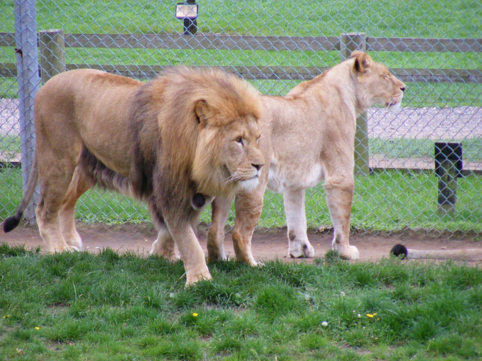 African lions at Africa Alive!, 13 September 2010