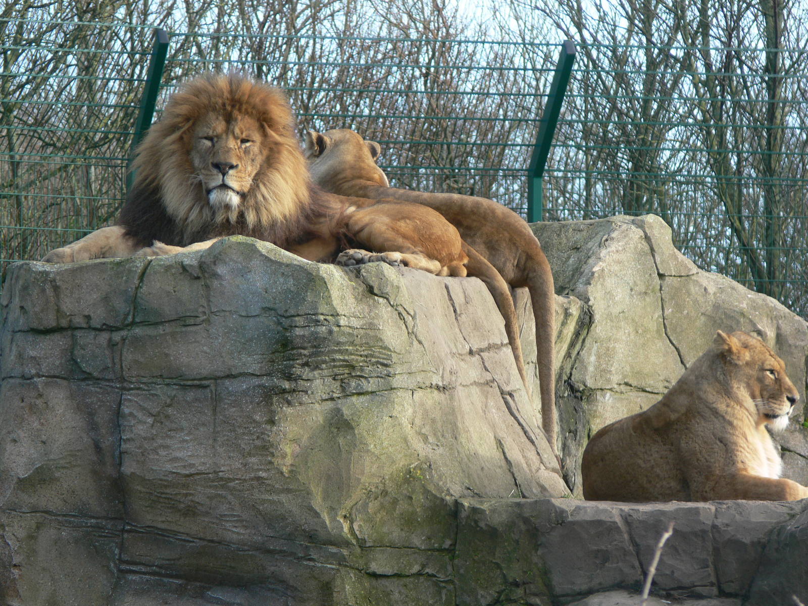 African Lions at Blackpool Zoo, 09/12/12