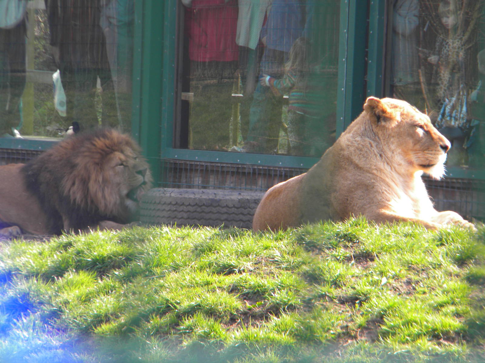 African Lions at Blackpool Zoo 27th March 2011