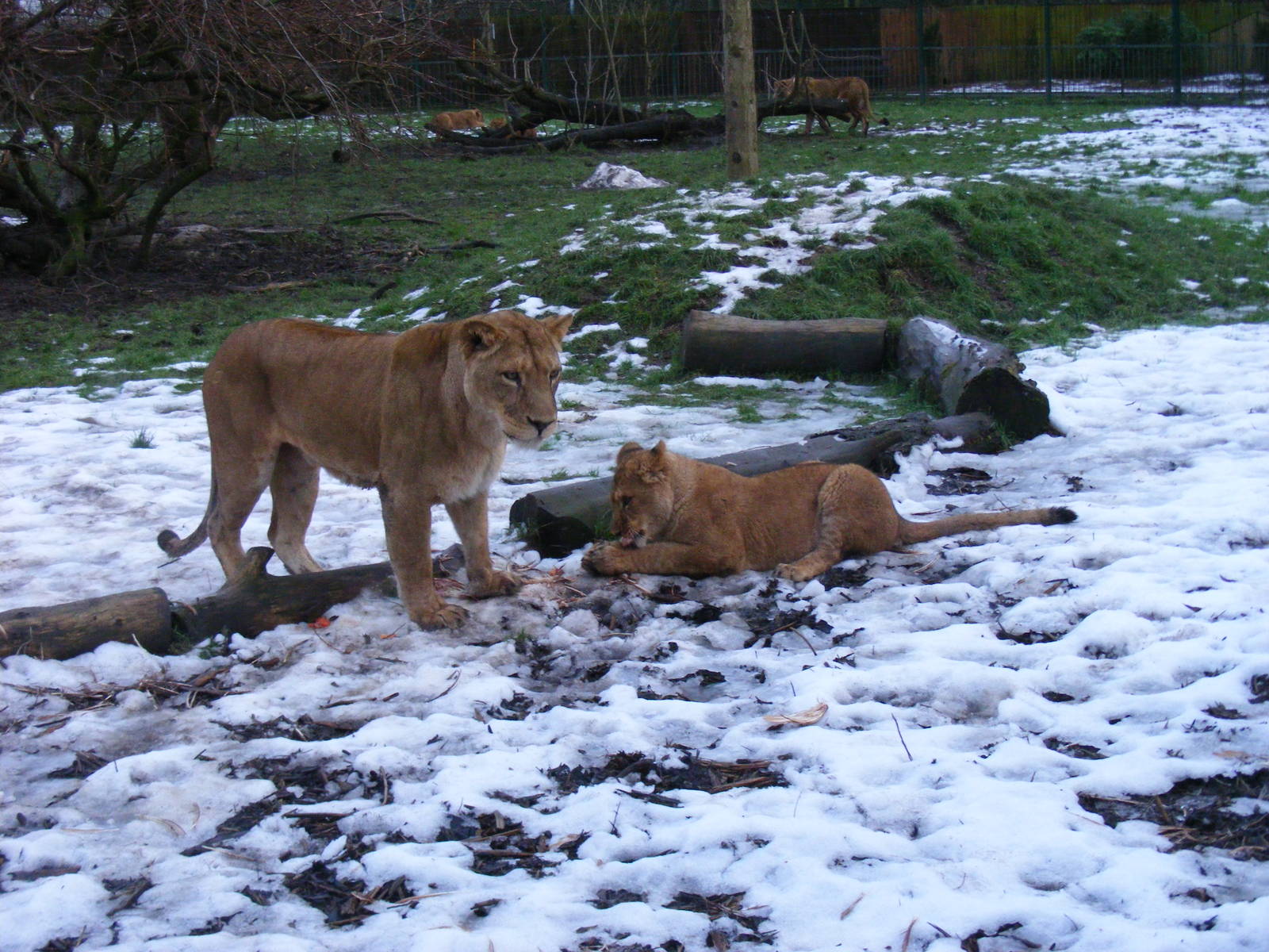 African lions at feeding time at Blackpool Zoo, 29 December 2009