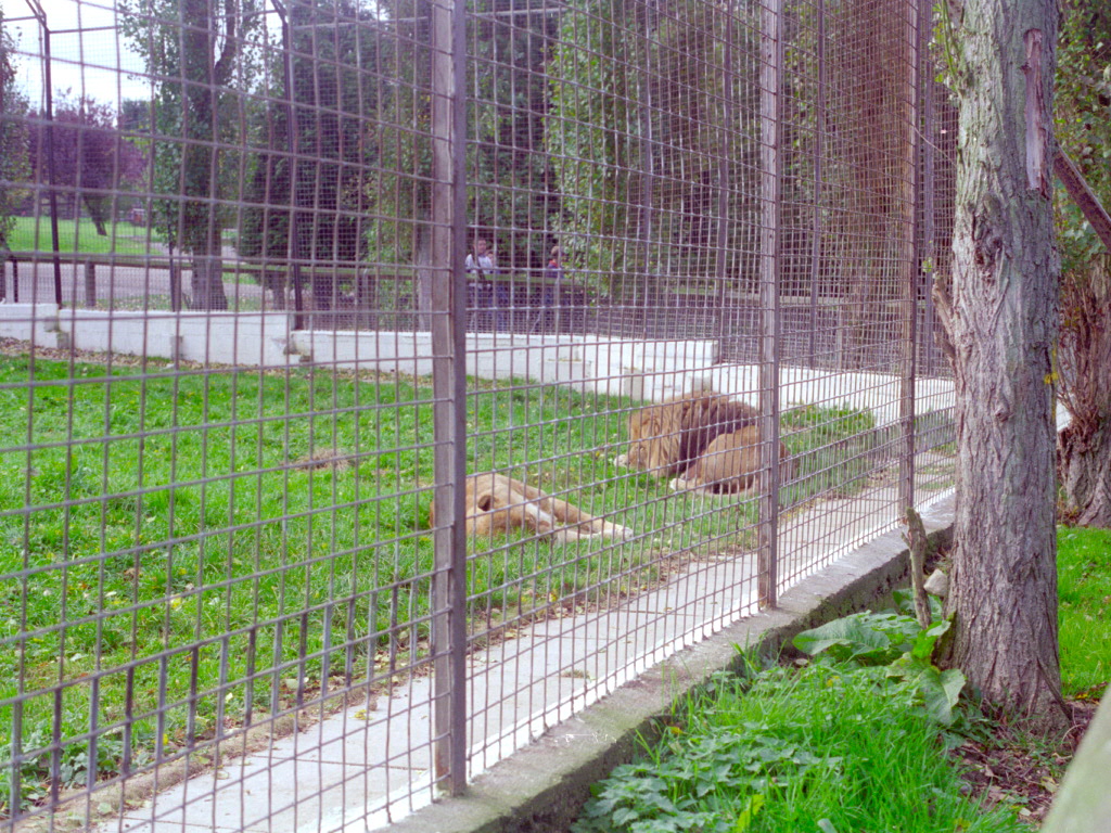 African Lions at Flamingo Land, mid-1990s