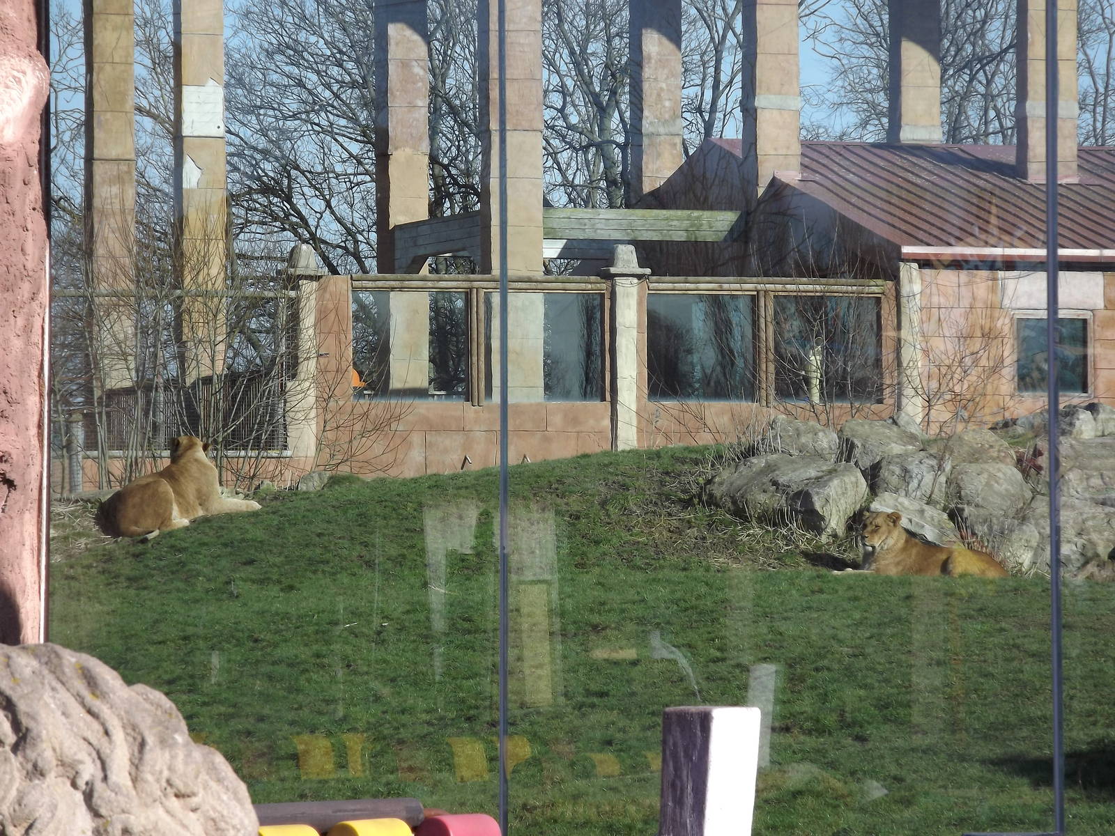 African Lions at Flamingoland 19/02/12