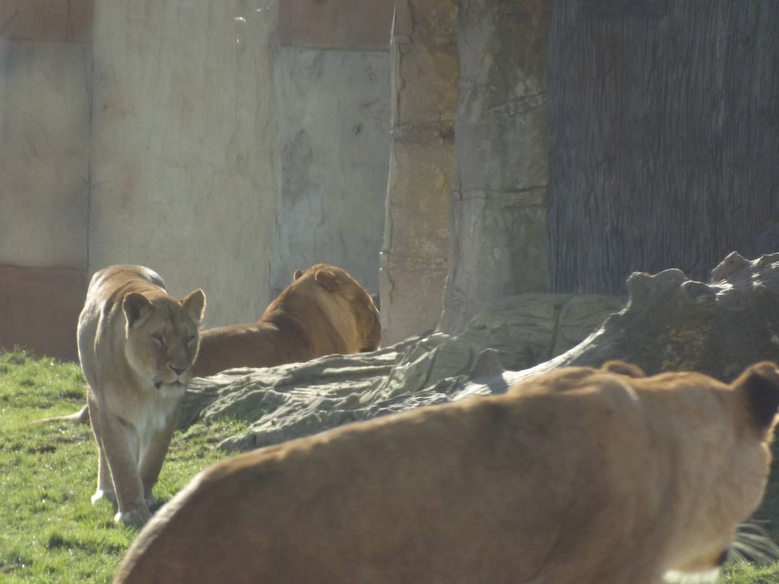 African Lions at Flamingoland 19/02/12