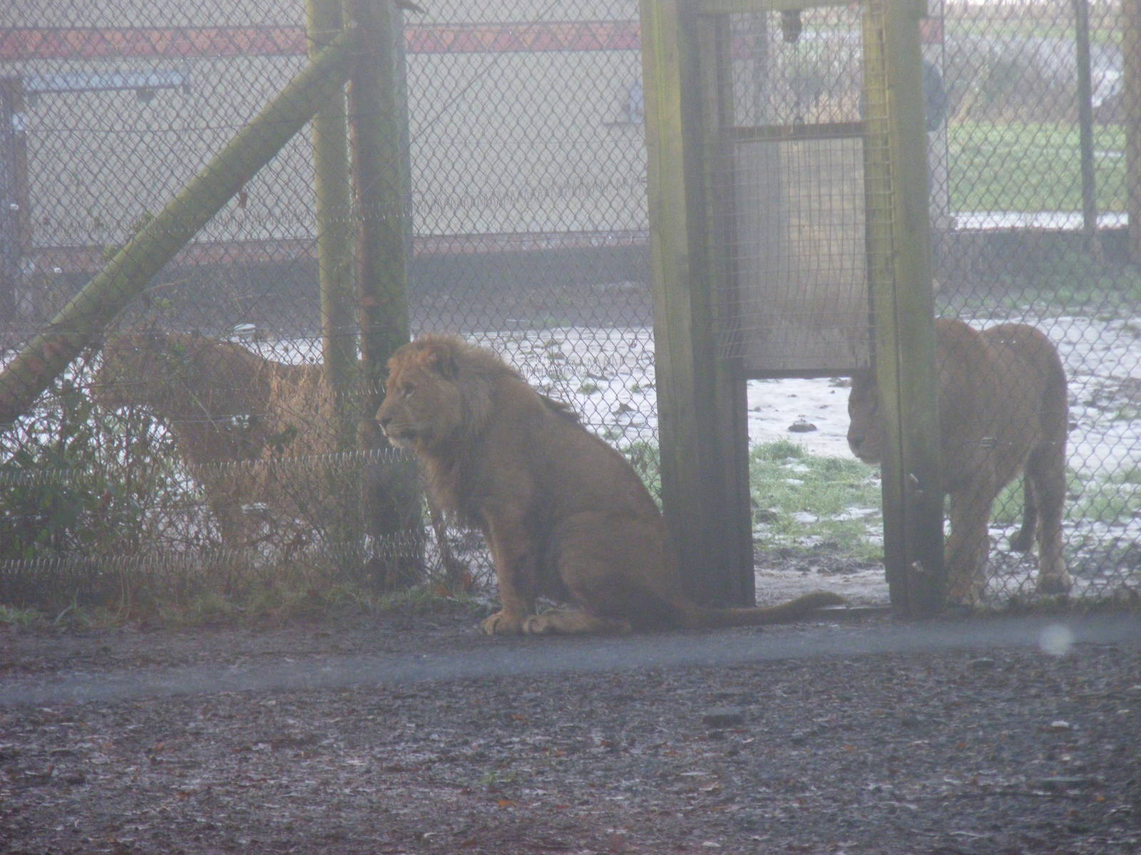 African lions at Knowsley Safari Park, 28 December 2009