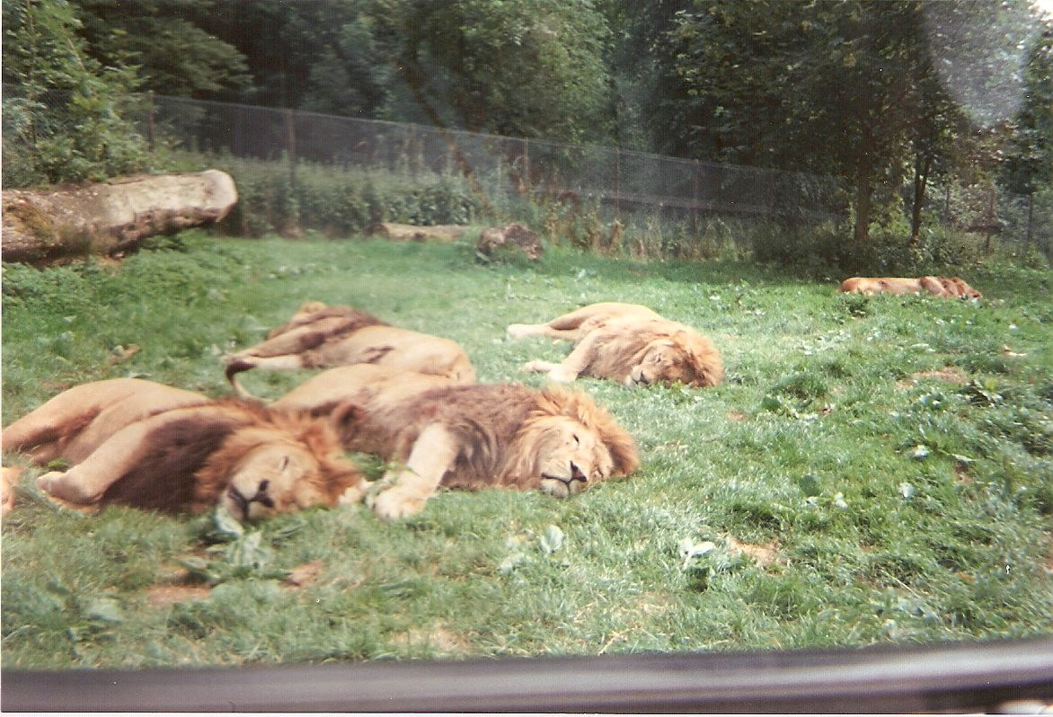 African lions at Longleat Safari Park, 26 June 1994
