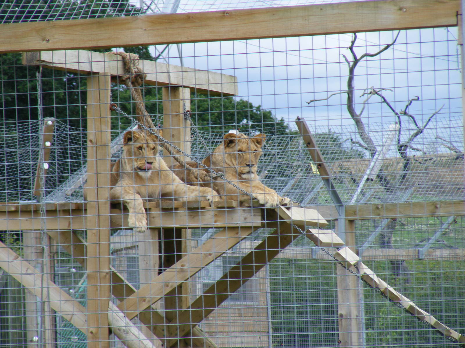 African lions at Noah's Ark Zoo Farm, 31 July 2010