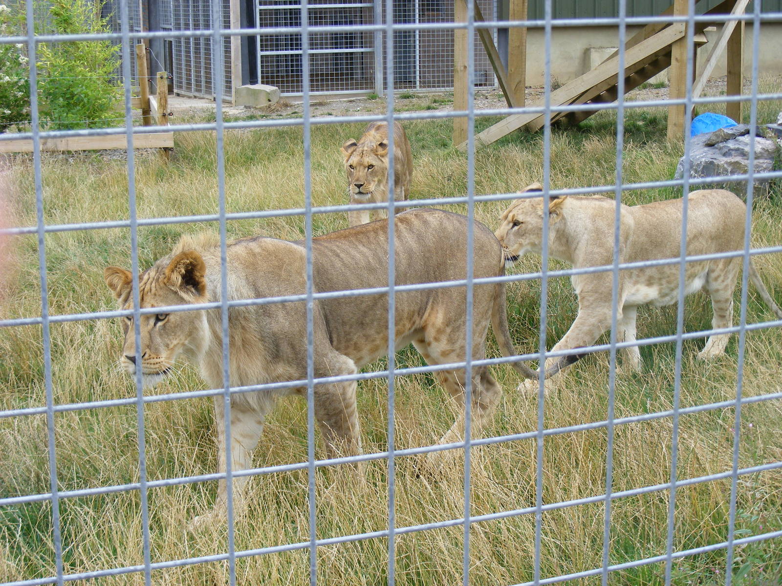 African lions at Noah's Ark Zoo Farm, 31 July 2010