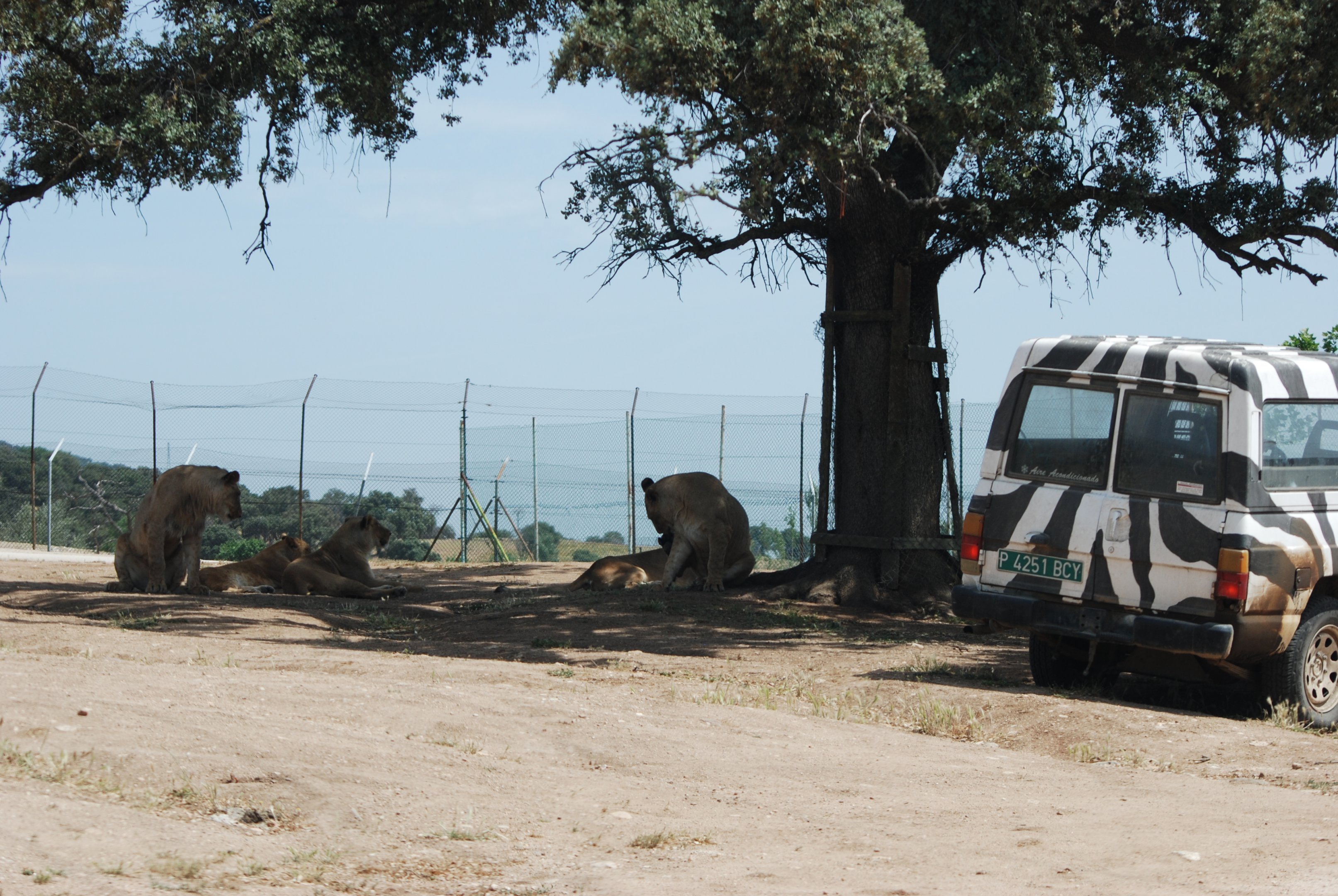 African Lions at Safari Madrid, 19th May 2022