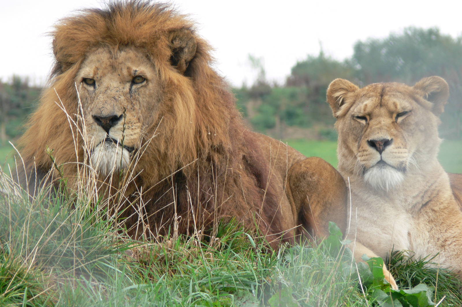 African Lions at South Lakes, 11/10/14