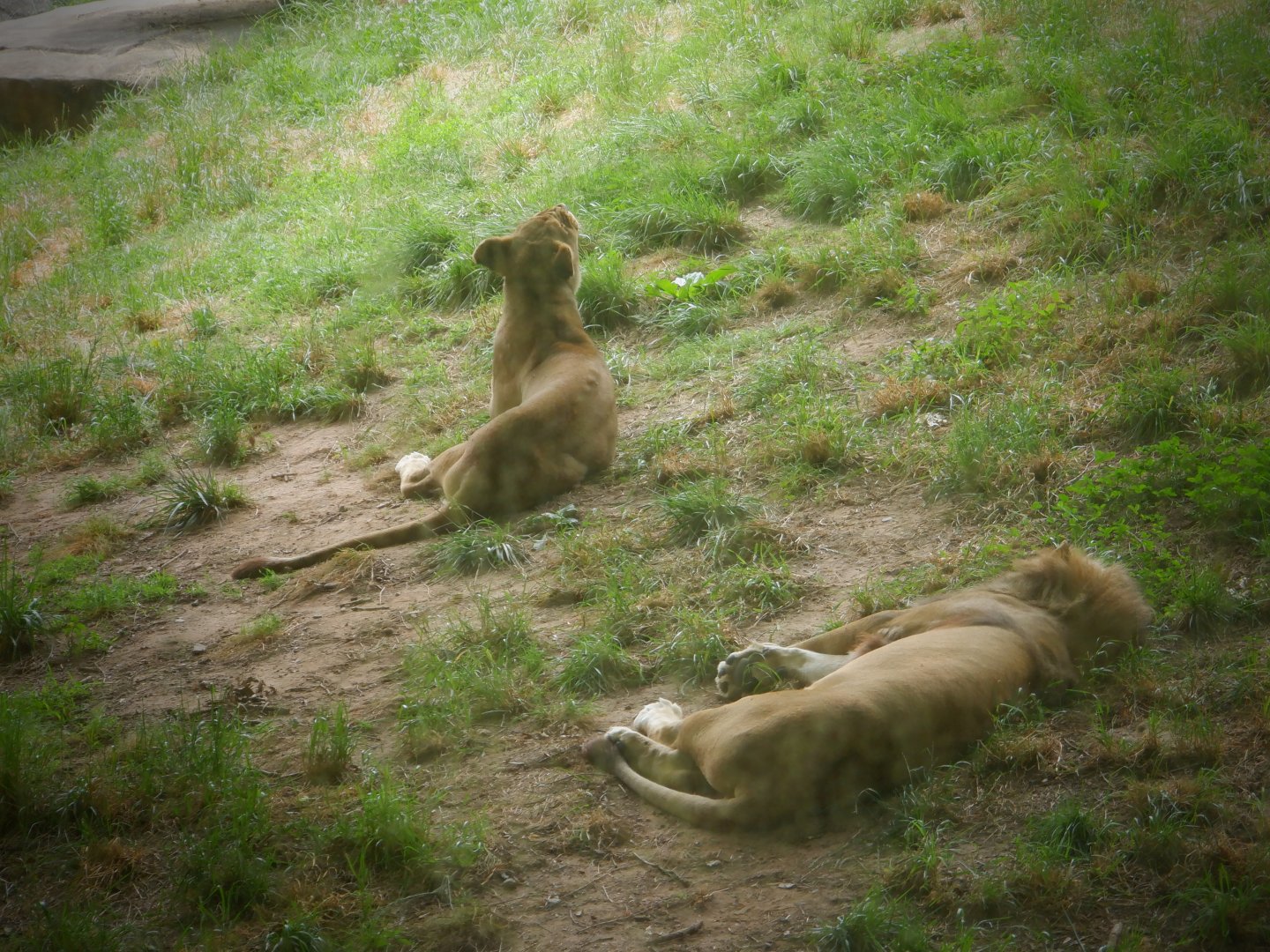 African Lions at the North Carolina Zoo