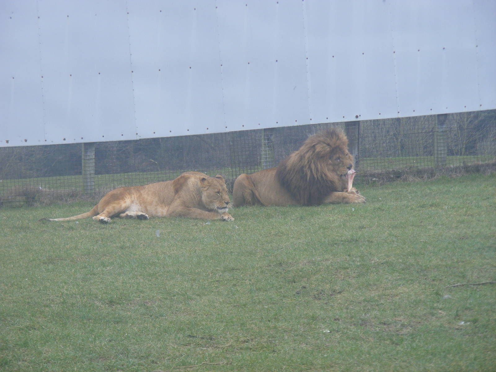 African lions at West Midland Safari Park, 13 February 2010