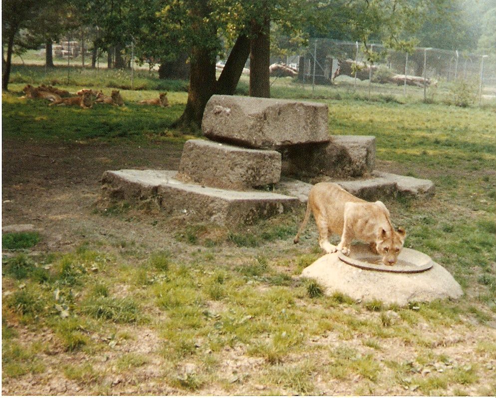 African lions at Windsor Safari Park, 20 May 1989