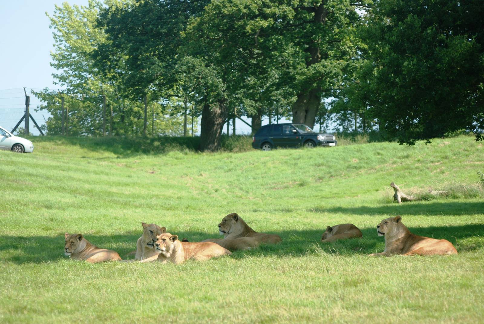 African Lions at Woburn, 22/07/12