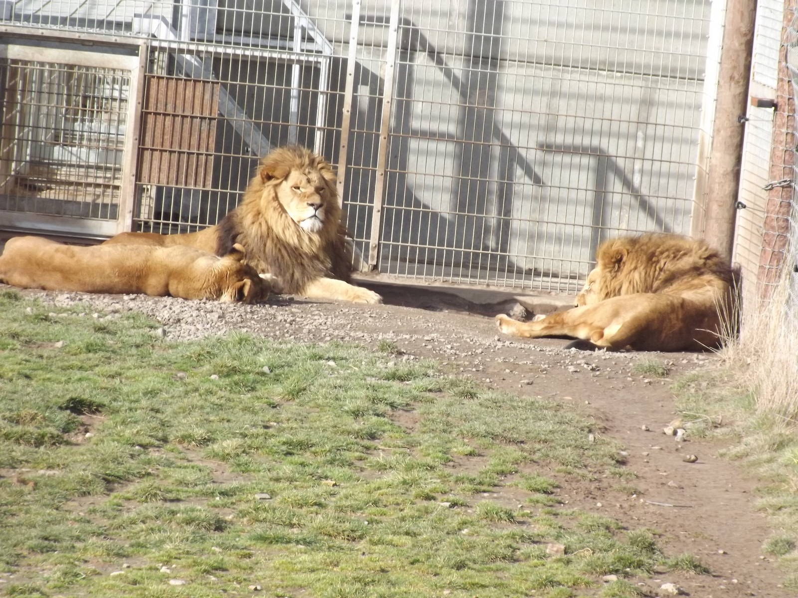 African Lions at Yorkshire Wildlife Park 18/02/12