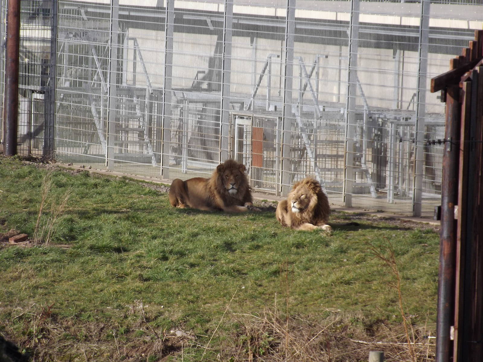 African Lions at Yorkshire Wildlife Park 18/02/12
