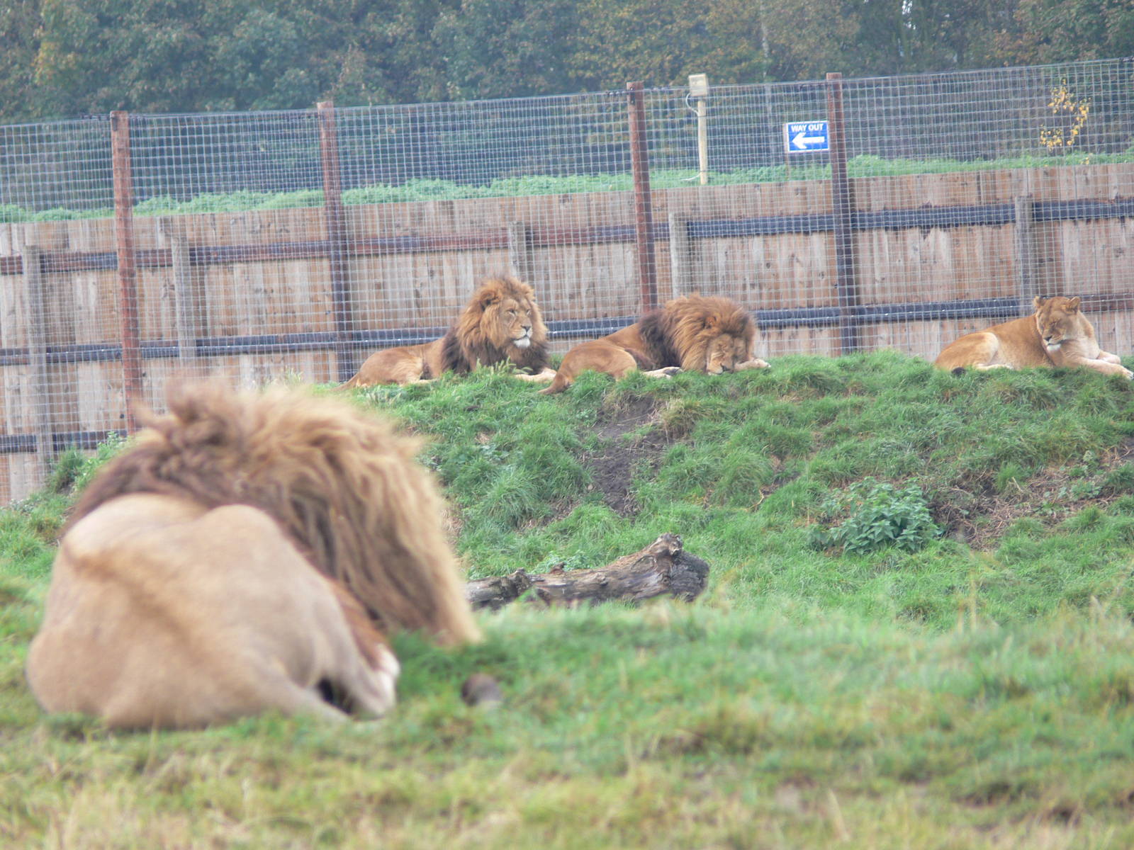 African Lions at Yorkshire WP 01/11/12
