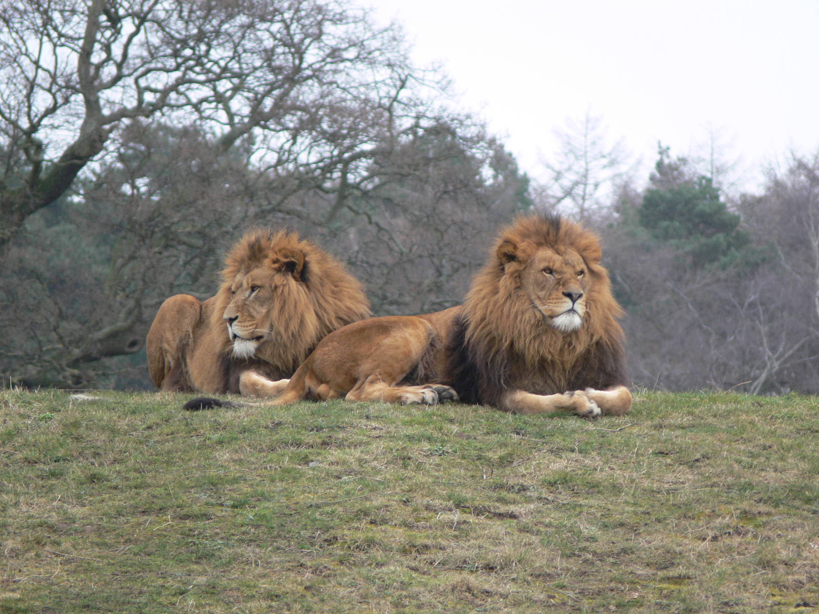 African Lions at Yorkshire WP, 22/02/13