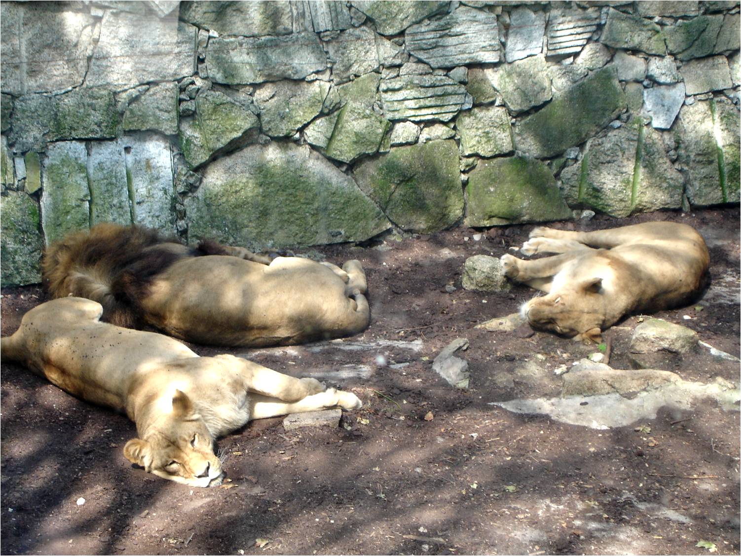 African Lions at Zoo da Maia, 27/04/08
